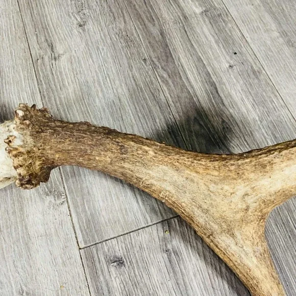 Naturally Shed Wild Moose Antler (Horn, Knife, Carving, Chew, Taxidermy) - Picture 7 of 8